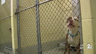 Baltimore County waives fees at shelter; adopt a dog for free