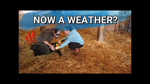 It's Time Little Buddy Becomes A Weather | Getting The Yard Cleaned up | Sharpening Chainsaw Blades