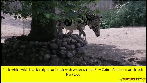 "Is it white with black stripes or black with white stripes?" — Zebra foal born at Lincoln Park Zoo.