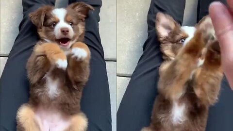 Funny Dog Laughing