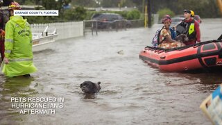 Pets rescued in aftermath of Hurricane Ian