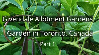 Growing Asian Vegetables in Givendale Allotment Gardens in Toronto Canada | Part - 1