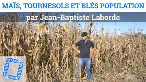 Maïs, tournesols et blés population - Jean-Baptiste Laborde