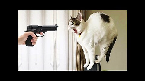 Funniest Animals 2022 😂 Best Funny Cats and Dogs 😺🐶 Part 13 _ Pets Corner