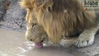 Huge Male Lion Drinking