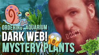 Don't Order Aquarium Plants On Ebay
