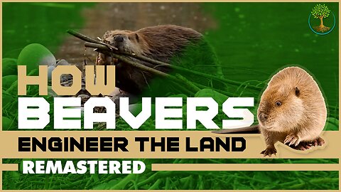How Beavers Engineer The Land | George Monbiot