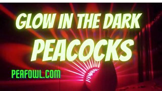 Glow In Dark Peacock, Peacock Minute, peafowl.com