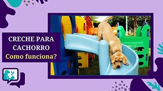 Como funciona a CRECHE PARA CACHORRO