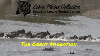Experience Africa's Great Migration At Zebra Plains Mara Camp