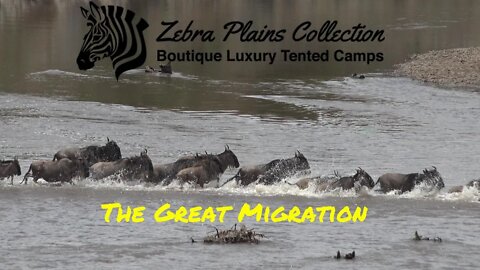 Experience Africa's Great Migration At Zebra Plains Mara Camp