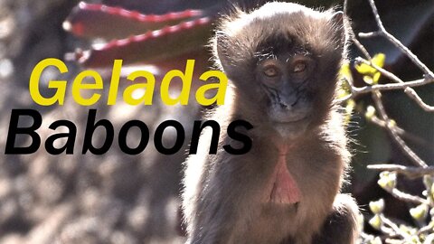 Gelada Baboons | Part 2