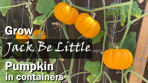 How to Grow Jack Be Little Pumpkins in Containers from Seed - Easy Planting Guide