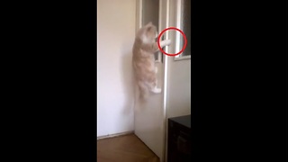 Cat opens door upon owner's command