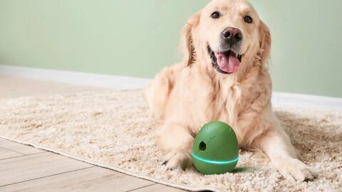 Wicked Egg : Automatic Interactive Pet Toy & Treat Dispenser