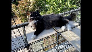 Why indoor cats need a CATIO ! Let Mistie show you.