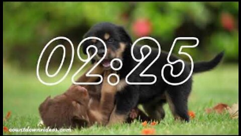 5 Minute Timer Cute Puppies & Puppy Music