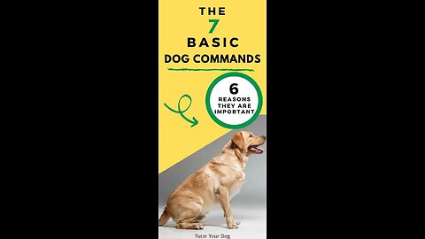 Basic dog training/basic commands for every dog /Top 7 commands