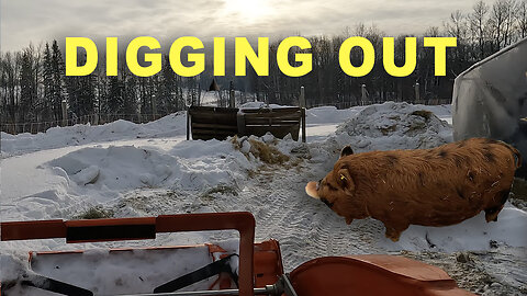 Digging Out Of The Snow and Plowing The Pig Pens