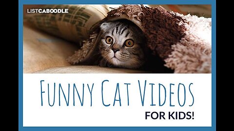 funny cat videos