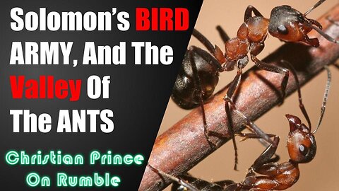 Who Makes Quran, Allah or the Ants?
