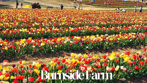 Burnside Farm | Tulip Festival | Nokesville, Virginia