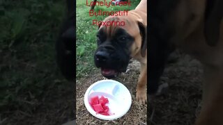 Puppy loves watermelon! LonelyCreek bullmastiff Roxanna