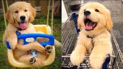 🤣Funny Dog Videos 2021🤣 🐶 It's time to LAUGH with Dog's life.
