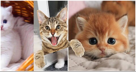 Funniest cute cats 2023😂😂 #part8
