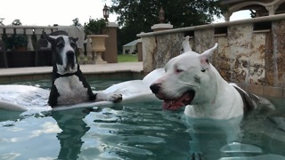 Max and Katie the Great Danes Enjoy Pool Time