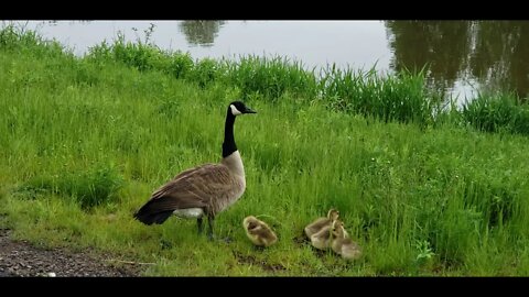 A happy goose family