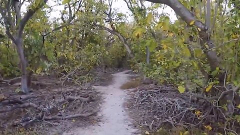 A peaceful morning stroll in Heron Island's forest!