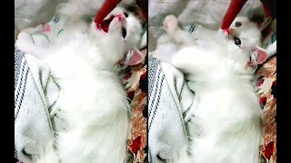 Kitten Playing With Owner Finger While Lying On The Bed
