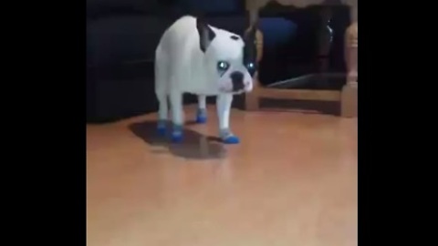 French Bulldog puppy not a fan of new winter socks