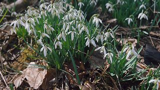 Exploring the beauty of nature: A walk in the woods