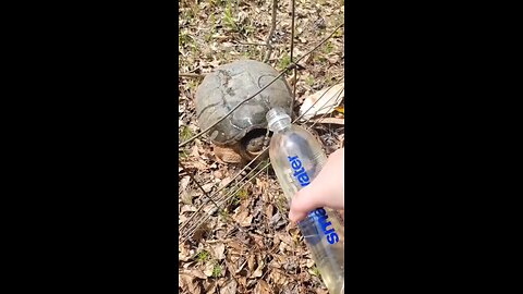 Dangerous thirsty tortoise 🐢🐢 #savewater