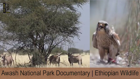 Awash National Park Documentary | Ethiopian Wildlife