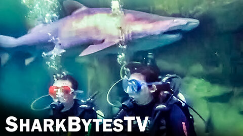 Submarine Sharks Caught on Camera, Shark Bytes TV Ep 34, Sand Tiger Sharks