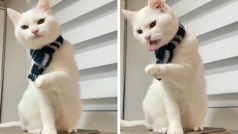 So Funny cat Acting food