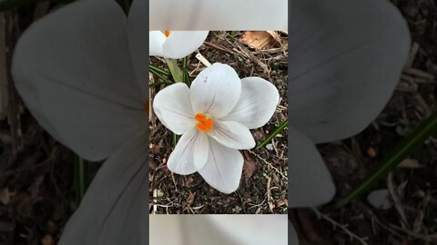 Spring Greetings of White Crocus Flowers | Spring Flowers | Guild Inn Estate | Toronto, ON Canada