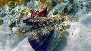 Flying Gurnard