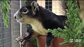 Rare squirrel rehabbed and released