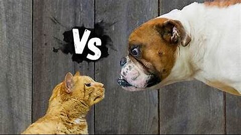 CATS VS DOGS COMPLATION/FUNNY
