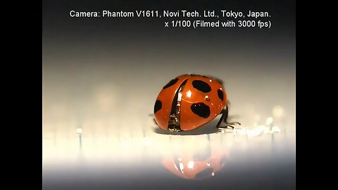 A highspeed camera captures a ladybug spreading its wings that takes under 0.1 seconds in real time.