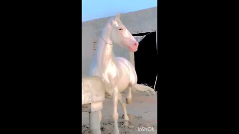 You saw shining or beautiful horse in world......