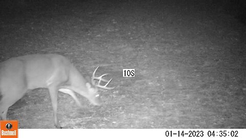 Bushnell Deer Camera Buck