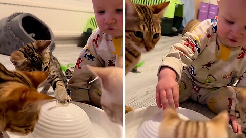 Baby And Kittens Learn How Water Fountain Works