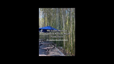 Theme Park & Movie Production Bamboo Plant Wholesale supplier 407-777-4807 Ocoee Bamboo Farm
