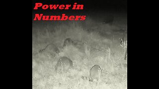 A group of RACCOONS are holding off a wild boar from their dinner!! 4/18/2023
