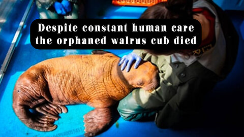 Despite constant human care, the orphaned walrus cub died @InterestingStranger